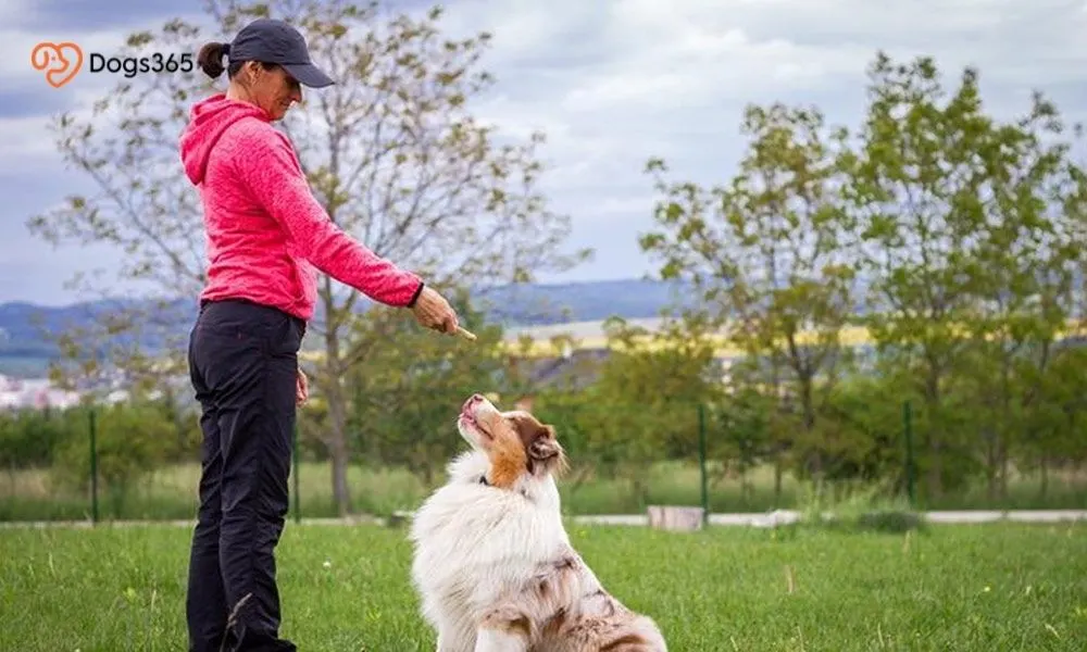 10 Best Dog Trainers in San Francisco, CA