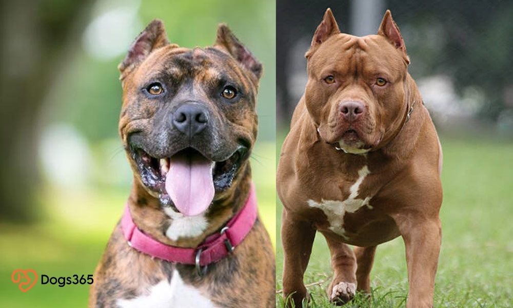 A Closer Look at Pitbull Cropped Ears vs Natural Ones