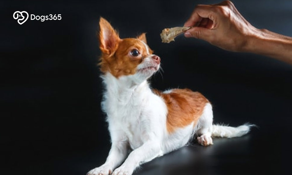 How and why are Chicken Nuggets dangerous for your pet dog?