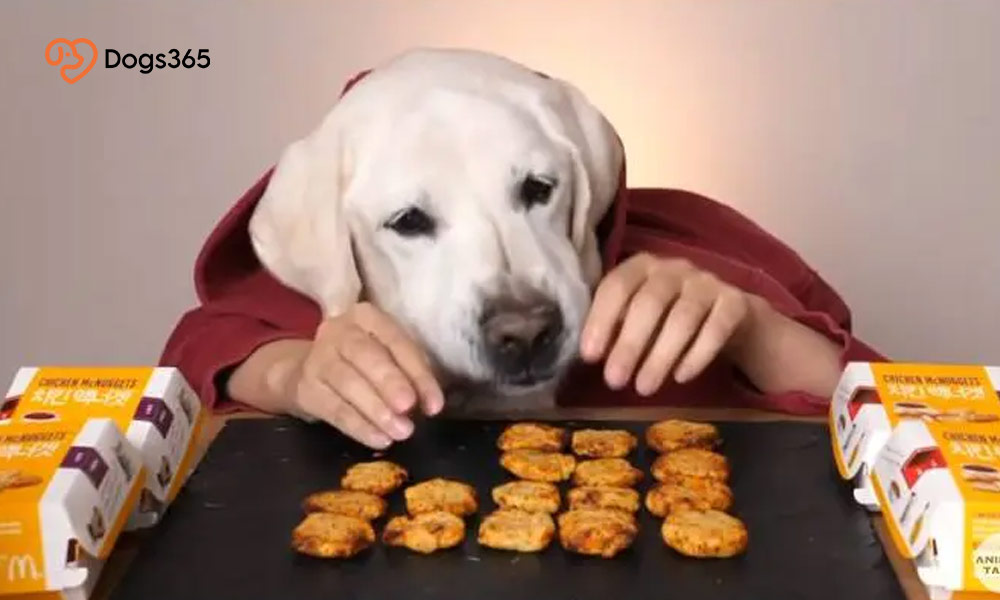 Why feeding Chicken Nuggets to your dog isn't worth It?
