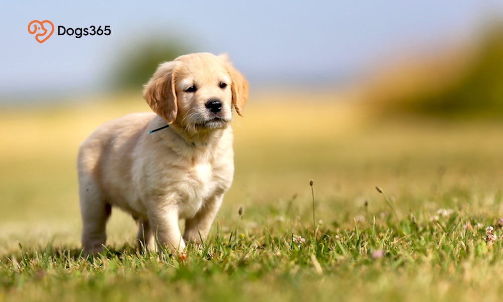 How to find the best dog food for golden retrievers?