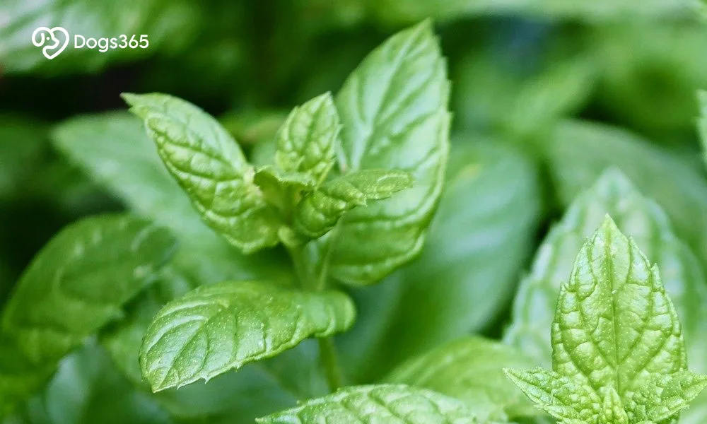 Why is Peppermint toxic for your pet dog?