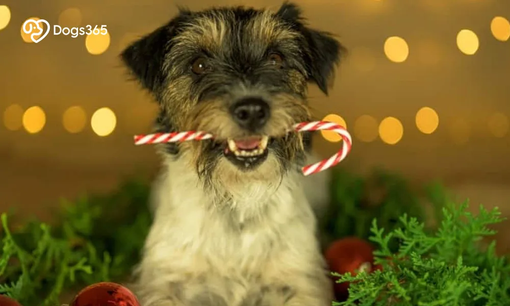 Can dogs have Peppermint candy?