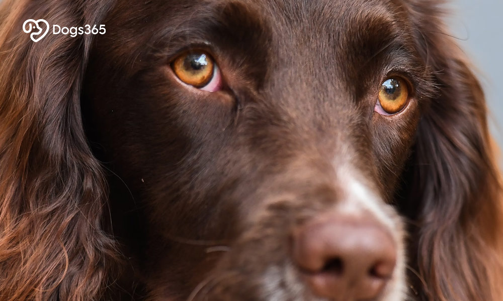 How are dried Dead Ticks on dogs safer than Live Ticks?