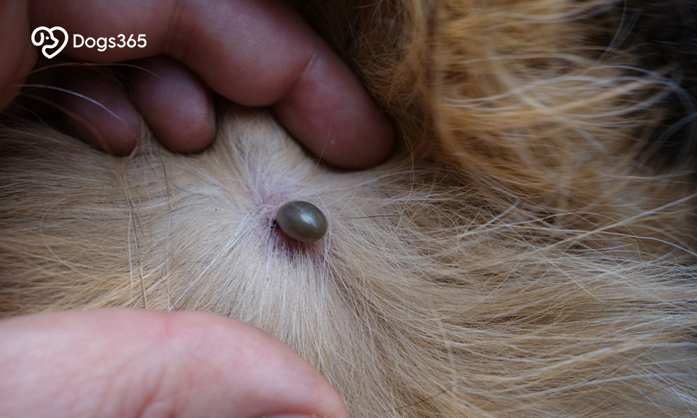 Should you visit a vet after removing dead ticks on dogs?