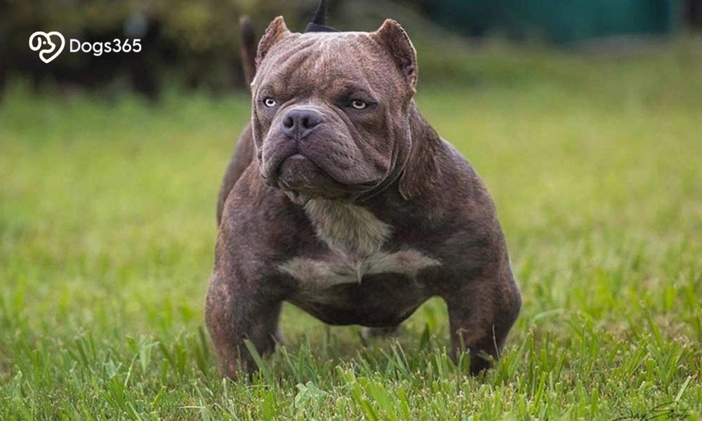 Exotic Bully Dogs: Secrets That’ll Make You Love Them Even More