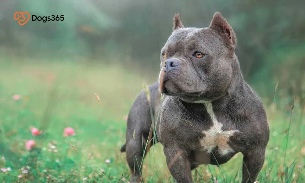 ●    What Is an Exotic American Bully?
