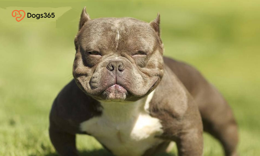 ●    What Is a Micro Exotic Bully?