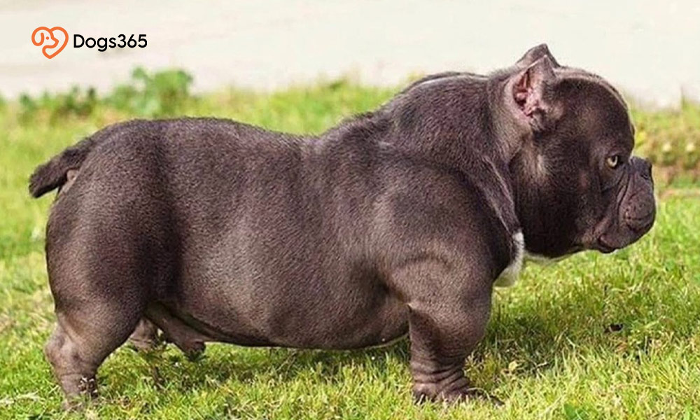 ●    What Is the Physical Appearance of an Exotic Bully?