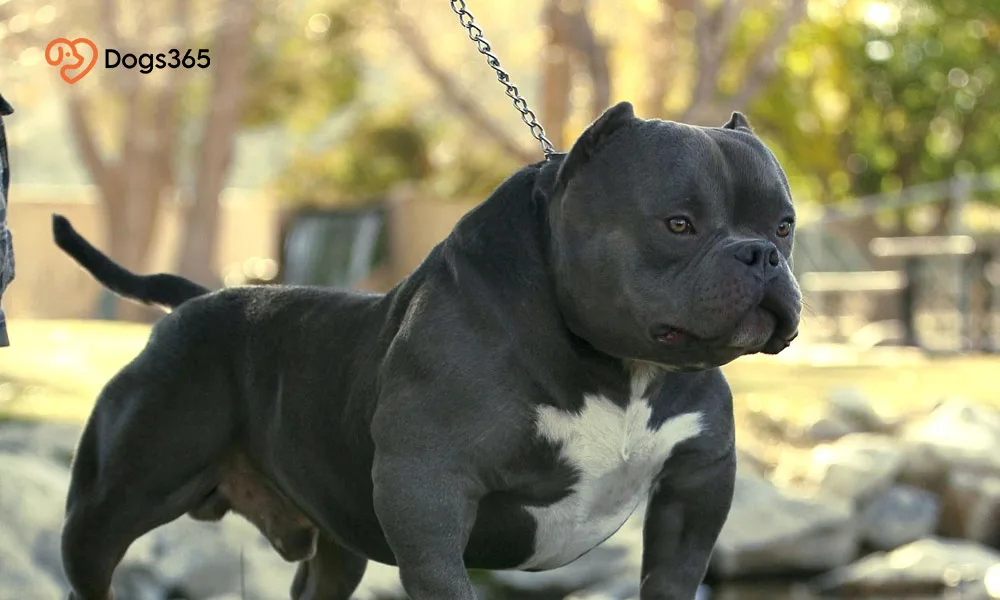 Are Exotic Bullies Family Dogs?