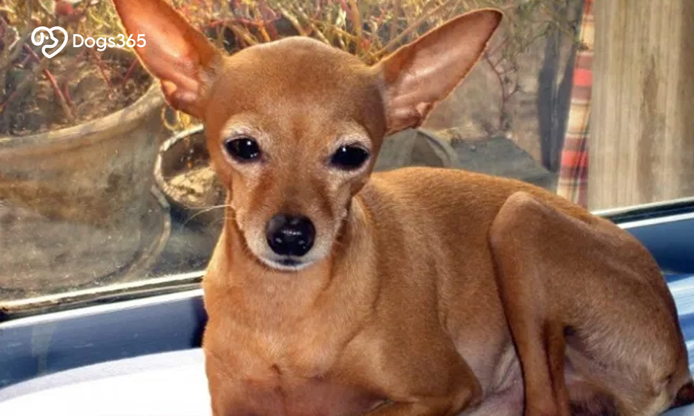 Difference between Applehead and Deer Head Chihuahua mix