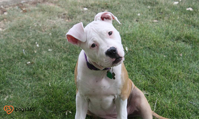Pitbull puppy ears