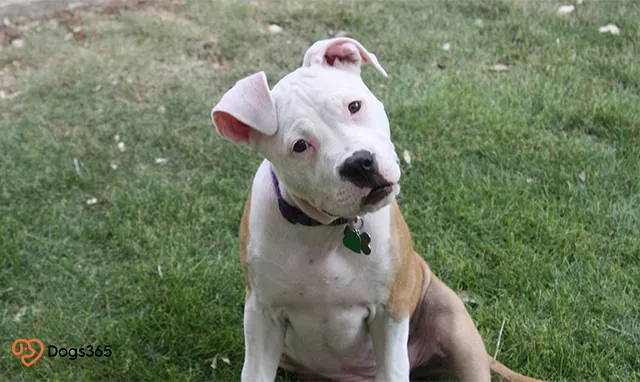 Pitbull puppy ears