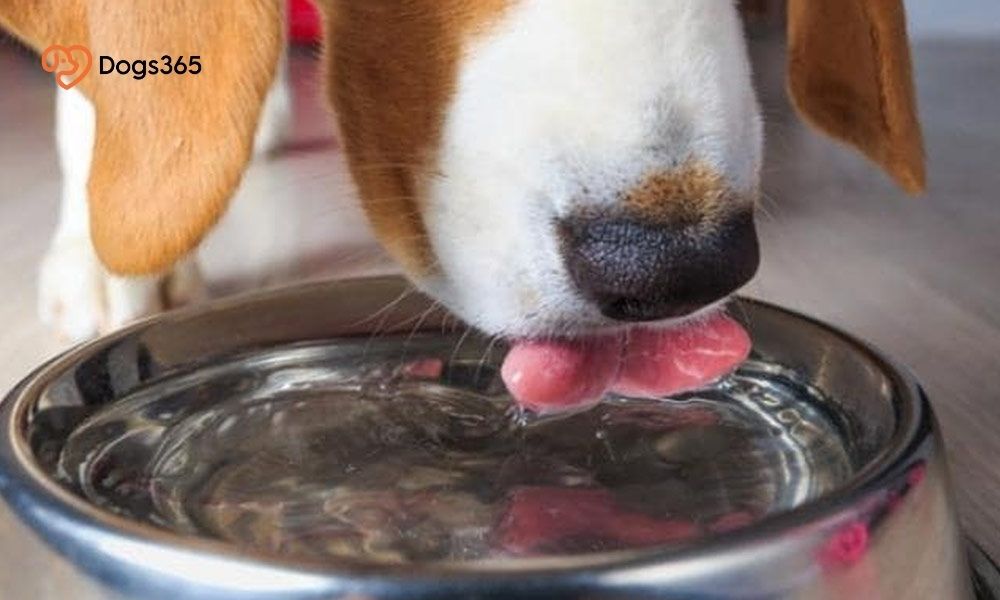 What Can Dogs Drink Besides Water 6 Water Substitutes