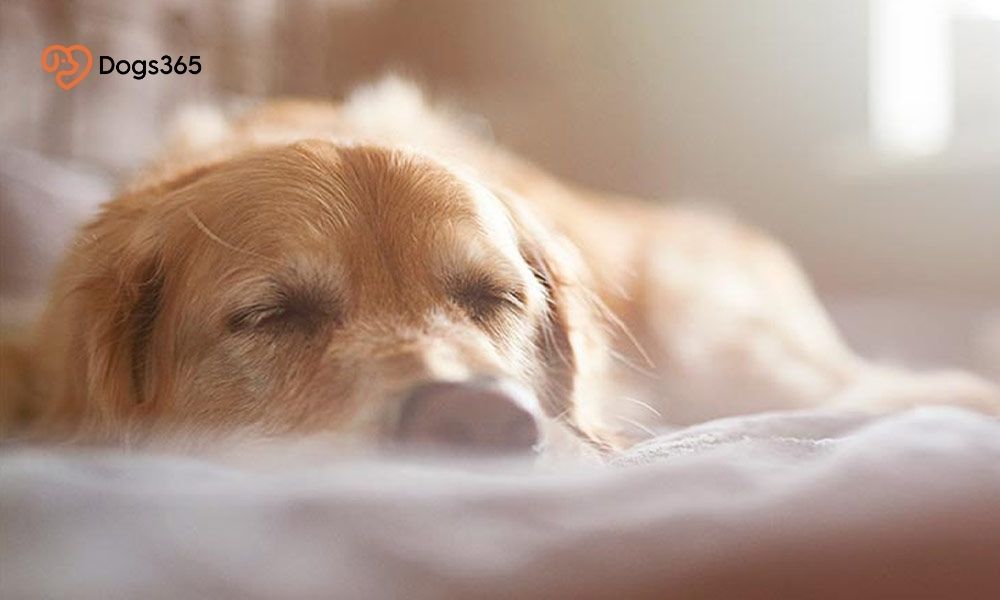Why Does My Dog Sleep Under My Bed? 5 Fascinating Facts