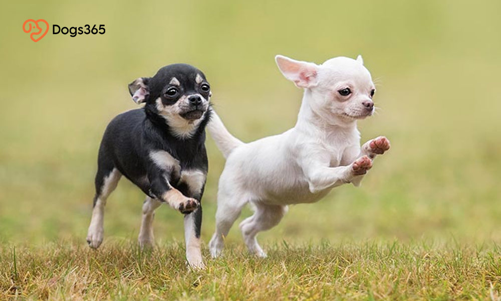 Why are Chihuahuas so mean? a complete guide
