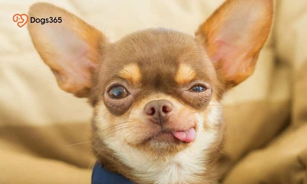 Why are Chihuahuas So Mean? Top Secrets Unrevealed - Dogs365