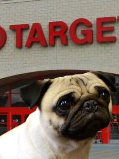 Are Dogs Allowed In Target featured image