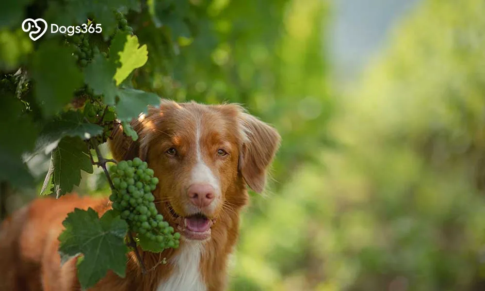 Are Dogs Allowed To Eat Grapes?
