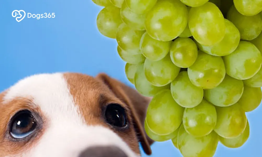 What Grapes Are Toxic To Dogs?