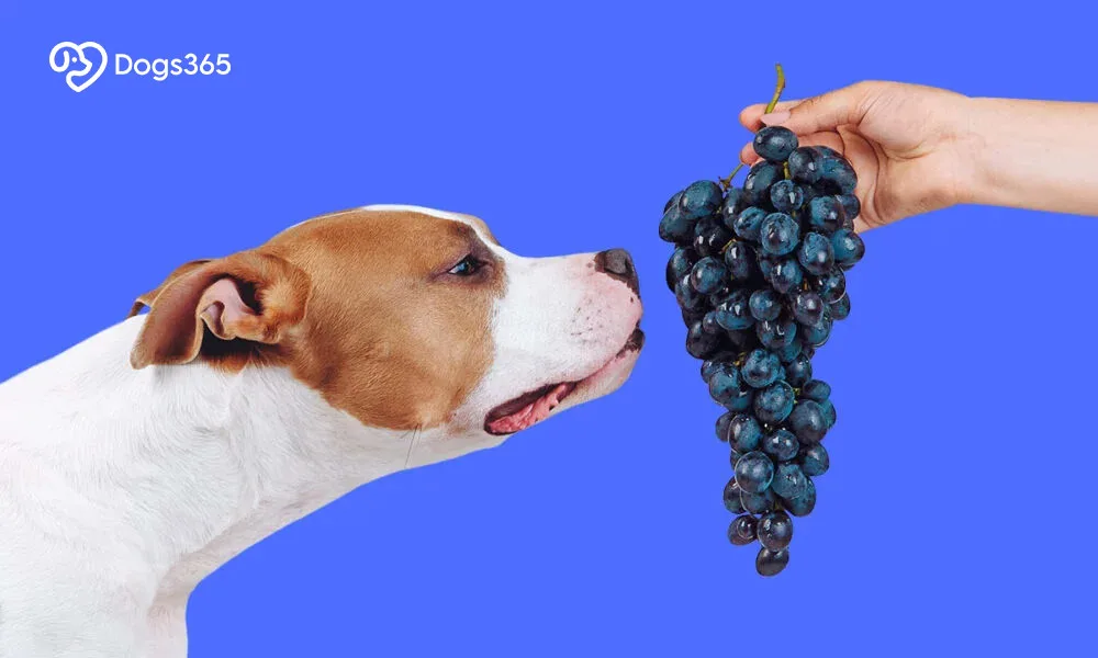 What Are Grapes And Why They Are Harmful To Dogs?