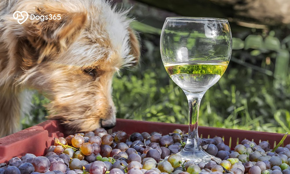 Resources For More Information On Grapes And Dogs