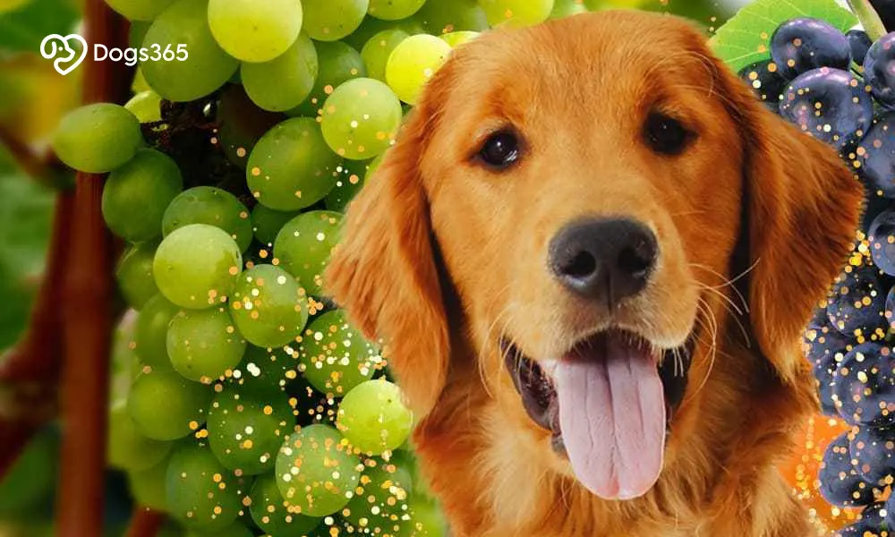 How To Prevent Your Dog From Eating Grapes In The Future
