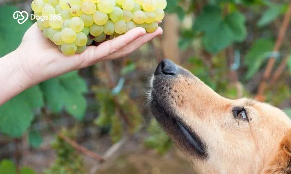 Treatment Options For Dogs That Have Eaten Grapes