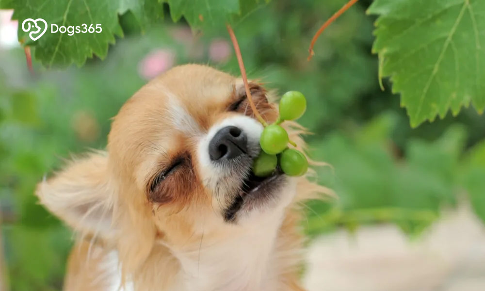 Signs Your Dog Has Eaten A Grape