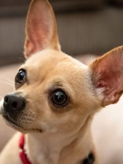 Facts About Deer Head Chihuahua Mix Dogs