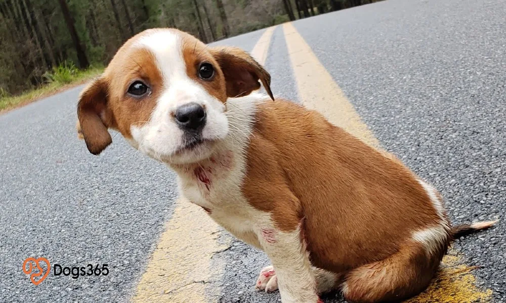 Puppy Rescue in Wisconsin Area featured image