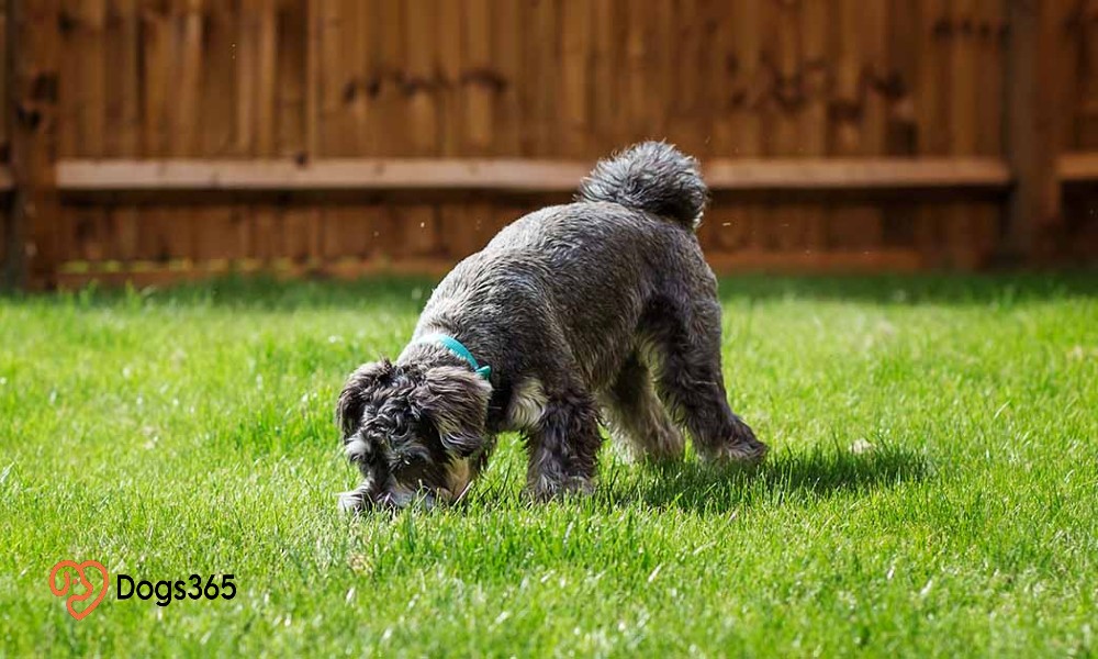 Neighbor Dog Keeps Pooping in Your Yard