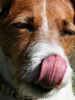 Six Surprising Reasons Why Dogs Smack Their Lips featured image