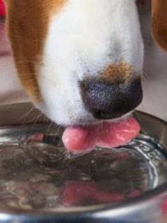 What Can Dogs Drink Besides Water