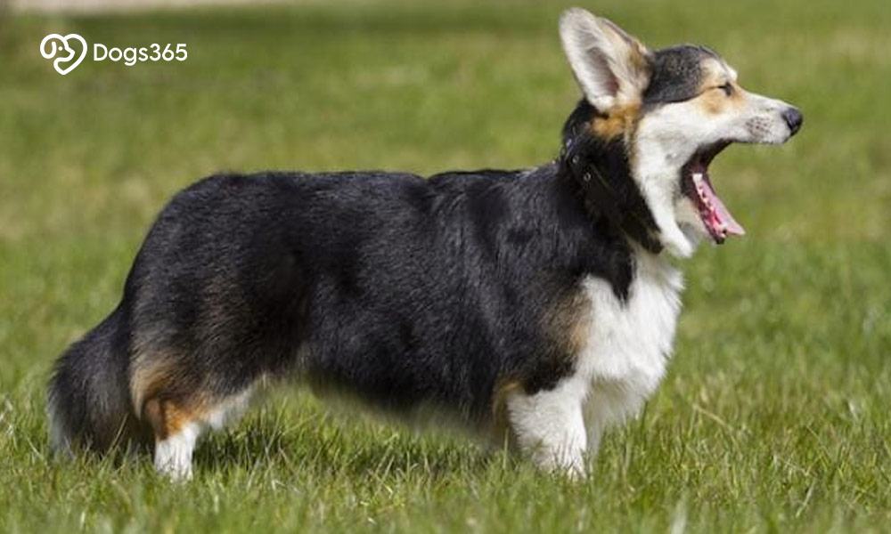 How To Determine If Your Dog Has A Gag Reflex?