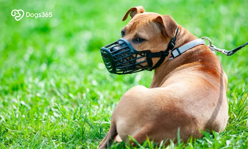 How To Help Your Dog With A Gag Reflex?