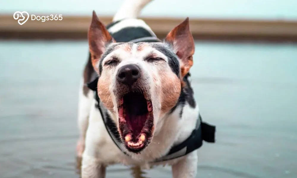 Why Some Dogs Have Stronger Gag Reflexes Than Others?