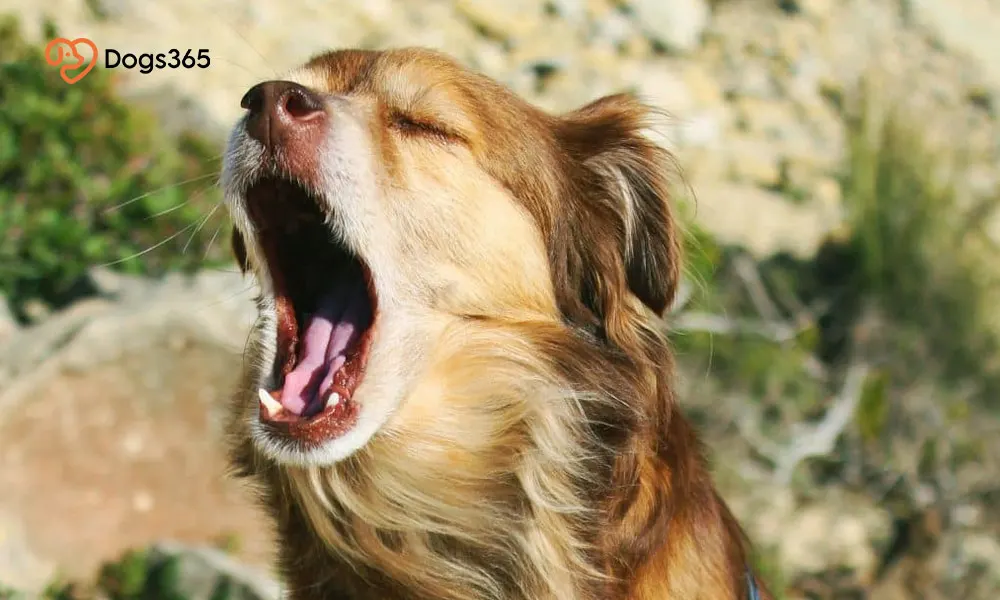 When To Consult With A Veterinarian About Your Dog's Gag Reflex?