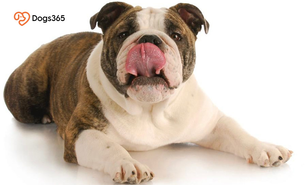 How To Determine If Your Dog's Lip Smacking Is Cause For Concern