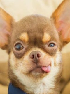 Why are Chihuahuas So Mean Top Secrets Unrevealed featured image