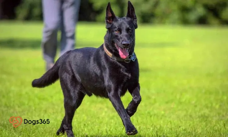 Are Black Belgian Malinois Good Pets For Families