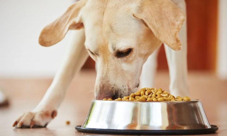 Are Commercial Foods Good For Your Pup