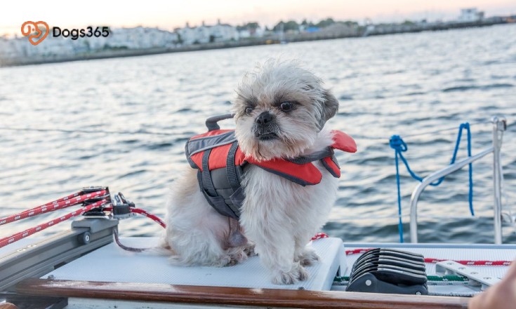 Can Dogs Live On Sailboats Safety Tips
