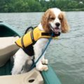Can Dogs Live On Sailboats? – Top Safety Tips