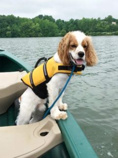 Can Dogs Live On Sailboats Top Safety Tips