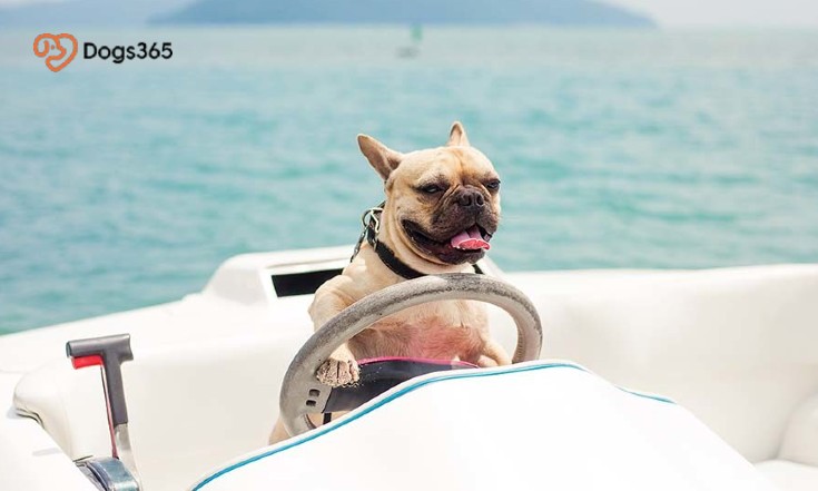 Can Dogs Live On Sailboats