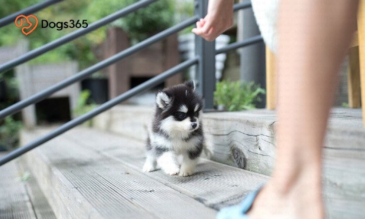 Is A Teacup Pomsky Right For You