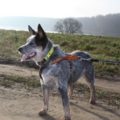 Mini Blue Heeler: What You Need to Know