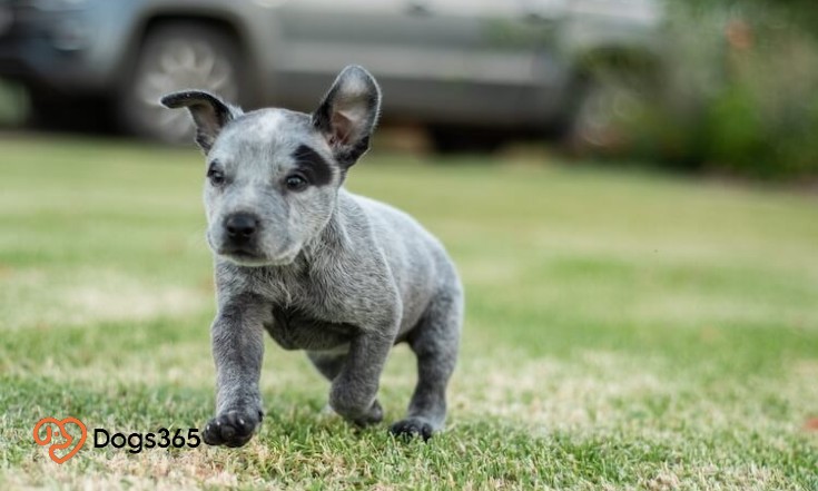 Mini-Blue-Heeler-Puppy