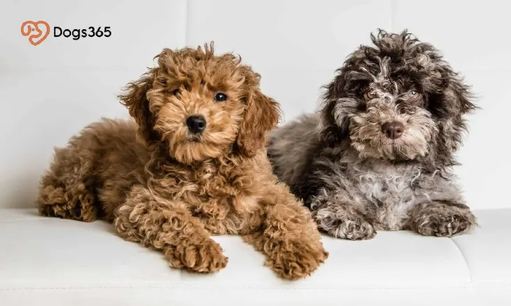 Reasons A Teacup Goodendoodle Is So Special